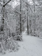 Snow-covered trees in forest in Ystad, Skåne County, Sweden, Scandinavia