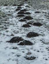 Molehills in snow-covered lawn in Ystad, Skåne County, Sweden, Scandinavia