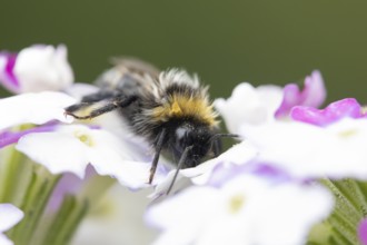 Buff tailed bumblebee (Bombus terrestris) adult bee insect on a garden flower in summer, England,