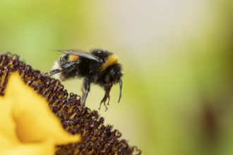 Buff tailed bumblebee (Bombus terrestris) adult bee insect on a garden sunflower flower in summer,