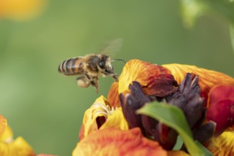 European honey bee (Apis mellifera) adult insect flying towards a garden Wall flower in spring,