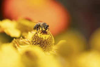 European honey bee (Apis mellifera) adult insect feeding a garden yellow Helenium flower in summer,