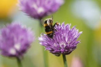 Buff tailed bumblebee (Bombus terrestris) adult bee insect feeding on a garden Chives flower in