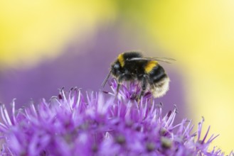 Buff tailed bumblebee (Bombus terrestris) adult bee insect feeding on a garden Allium flower in