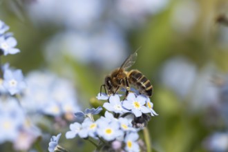 European honey bee (Apis mellifera) adult insect feeding on a garden Forget-me-not flower in