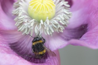 White tailed bumblebee (Bombus lucorum) adult bee insect feeding on a garden opium poppy flower in