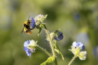 Early bumblebee (Bombus pratorum) adult bee insect feeding on a garden Green alkanet flower in