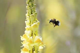 White tailed bumblebee (Bombus lucorum) adult bee insect flying towards yellow garden Toadflax