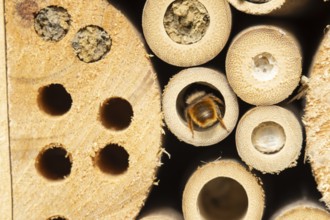 Red mason bee (Osmia bicornis) adult insect entering a hole on a bee or bug hotel in summer,