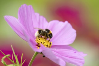 White tailed bumblebee (Bombus lucorum) adult bee insect feeding on a garden Cosmos flower in