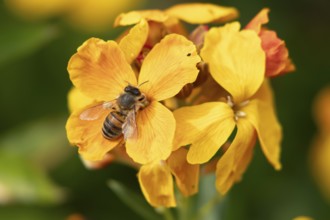 European honey bee (Apis mellifera) adult insect feeding on a garden Wall flower in spring,
