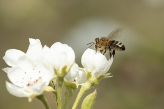 European honey bee (Apis mellifera) adult insect feeding on a apple tree blossom in spring,