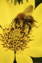 Common carder bumblebee (Bombus pascuorum) adult bee insect feeding a garden yellow Cosmos flower
