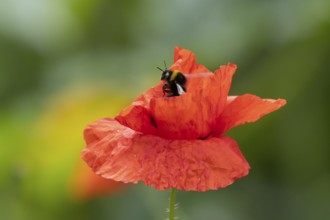 White tailed bumblebee (Bombus lucorum) adult bee insect on a garden red field poppy flower in