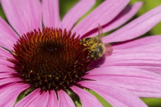 European honey bee (Apis mellifera) adult insect feeding a garden purple Cosmos flower in summer,