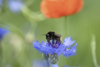Red tailed bumblebee (Bombus lapidarius) adult bee insect feeding on a wild Cornflower flower in