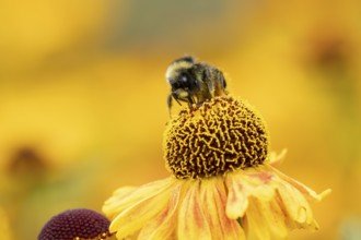 Early bumblebee (Bombus pratorum) adult bee insect feeding on a garden Helenium flower in summer,