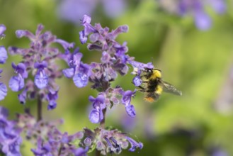 Early bumblebee (Bombus pratorum) adult bee insect feeding on a garden blue flower in summer,