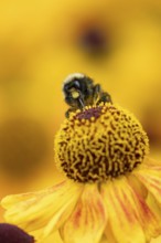 Early bumblebee (Bombus pratorum) adult bee insect feeding on a garden Helenium flower in summer,