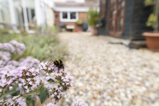 Buff tailed bumblebee (Bombus terrestris) adult bee insect feeding on a garden Wild marjoram or