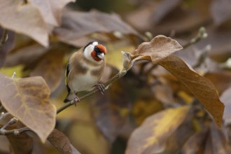 European goldfinch (Carduelis carduelis) adult bird in a garden magnolia tree with autumn colour