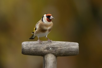 European goldfinch (Carduelis carduelis) adult garden bird on a fork handle in autumn, England,