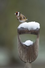 European goldfinch (Carduelis carduelis) adult garden bird on a snow covered fork handle in winter,