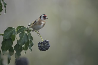 European goldfinch (Carduelis carduelis) adult garden bird on an Ivy tree branch in winter,