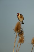 European goldfinch (Carduelis carduelis) adult bird on a Teasel seedhead in winter, RSPB Frampton