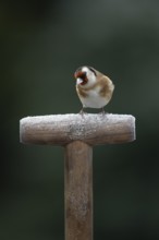 European goldfinch (Carduelis carduelis) adult garden bird on a frost covered fork handle in