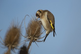 European goldfinch (Carduelis carduelis) adult bird feeding on a Teasel seedhead in winter, RSPB