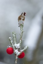 European goldfinch (Carduelis carduelis) adult garden bird on a snow covered Christmas spruce tree