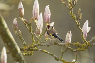 European goldfinch (Carduelis carduelis) adult bird in a garden magnolia tree with blossom in