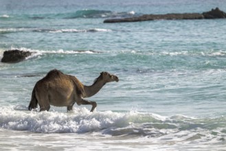 Dromedary (Camelus dromedarius), camels, bathing in the sea, Oman