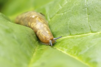 Leopard slug (Limax maximus) adult gastropod molluscs on a garden vegetable plant leaf in summer,