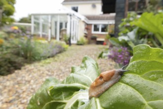 Red slug (Arion rufus) adult gastropod molluscs on a garden vegetable plant leaf with a house in