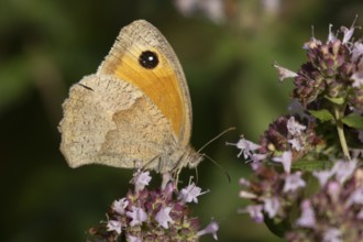 Meadow brown butterfly (Maniola jurtina) adult insect feeding on a garden purple Wild marjoram or