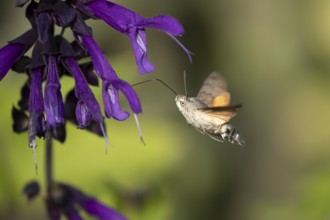 Hummingbird hawkmoth (Macroglossum stellatarum) adult moth in flight feeding on a garden purple