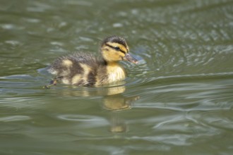 Mallard duck (Anas platyrhynchos) juvenile baby duckling bird swimming on the water of a lake in