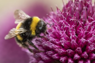 Buff tailed bumblebee (Bombus terrestris) adult bee insect feeding on a garden Allium flower in