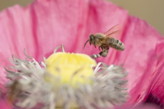 Honey bee (Apis mellifera) adult insect flying from a garden poppy flower in summer, England,
