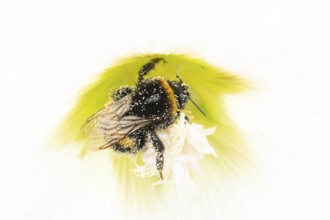 Buff tailed bumblebee (Bombus terrestris) adult bee insect feeding on a garden Hollyhock flower in