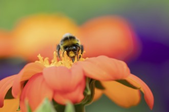 Buff tailed bumblebee (Bombus terrestris) adult bee insect feeding on a garden orange Mexican