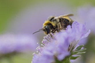 Buff tailed bumblebee (Bombus terrestris) adult bee insect feeding on a Field scabious flower in
