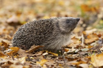 European hedgehog (Erinaceus europaeus) adult animal on fallen autumn leaves in a garden, England,