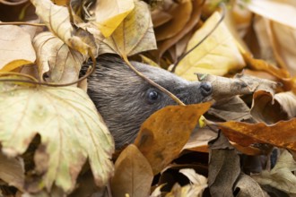 European hedgehog (Erinaceus europaeus) adult animal emerging from a pile of fallen autumn leaves
