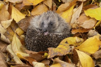 European hedgehog (Erinaceus europaeus) adult animal curled in a ball for hibernation on fallen