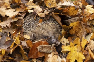 European hedgehog (Erinaceus europaeus) adult animal emerging from a pile of fallen autumn leaves