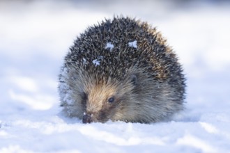 European hedgehog (Erinaceus europaeus) adult animal on snow in a garden in winter, England, United