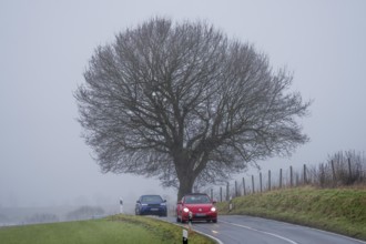 Thick fog, with low visibility, country road, Schuirweg, bare trees, winter, in Essen, North